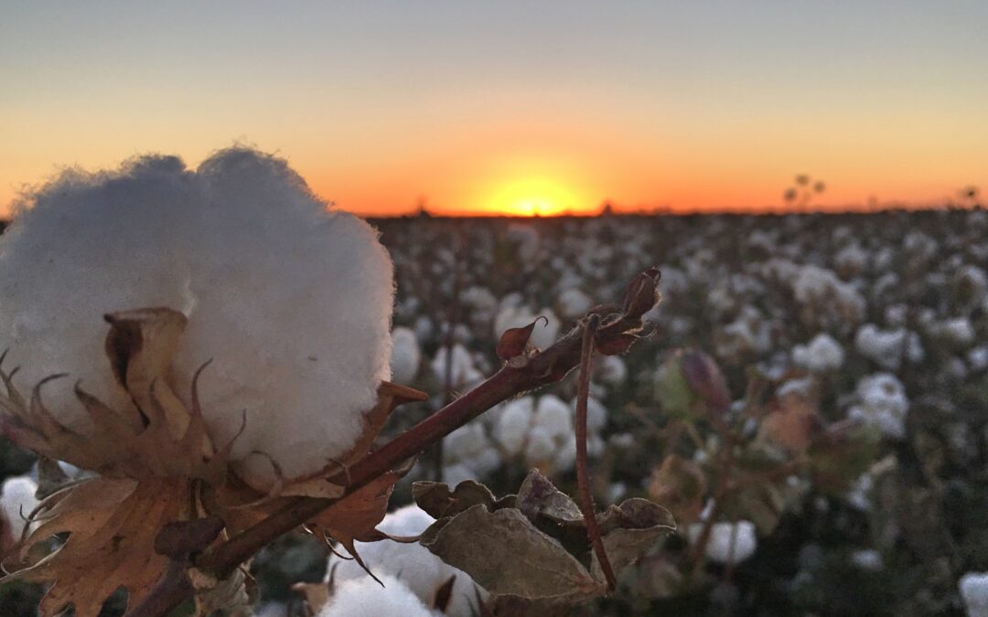Taking action against disease in cotton