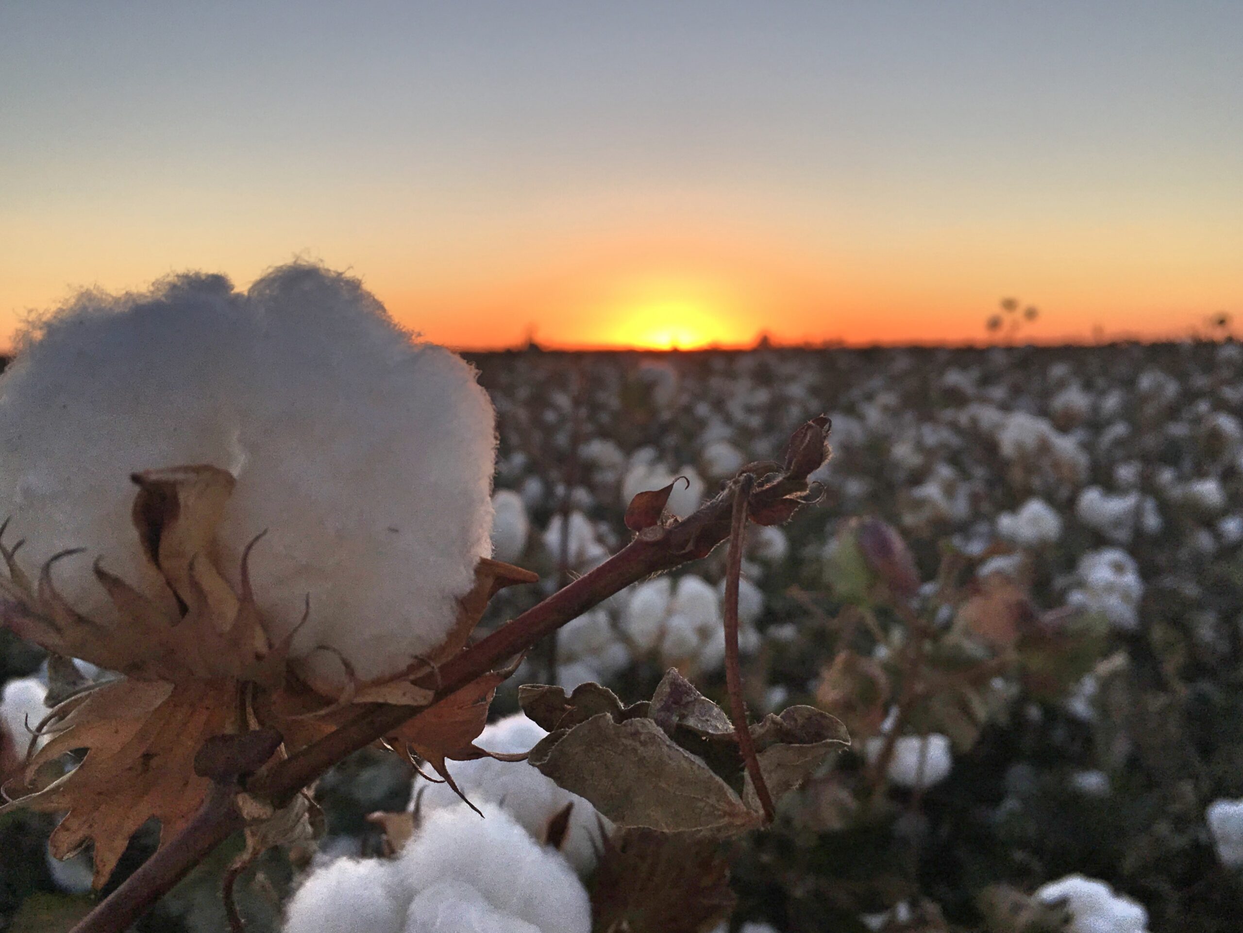 Taking action against disease in cotton