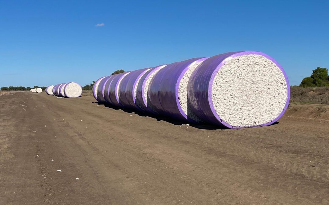 Cotton communities wrapped with generous support from CGS and PPS