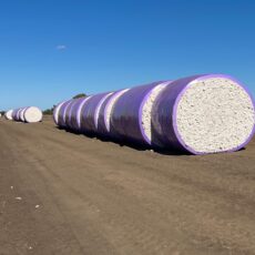 Cotton communities wrapped with generous support from CGS and PPS