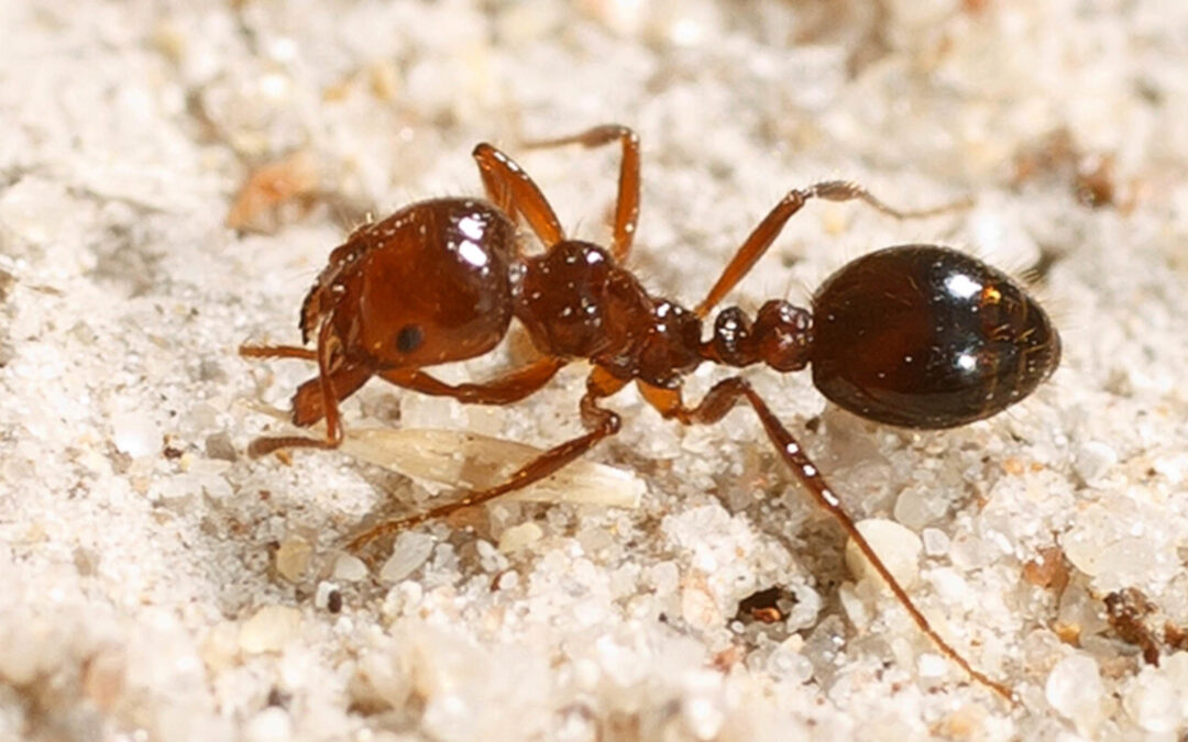 Drastic fire ant  efforts critical,  says NSW Farmers
