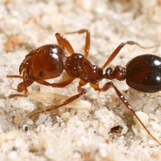 Drastic fire ant  efforts critical,  says NSW Farmers