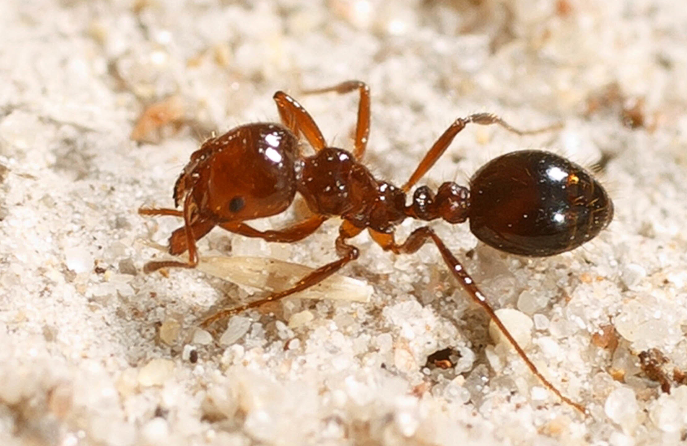 Drastic fire ant efforts critical, says NSW Farmers The Courier