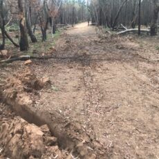 Damage assessment underway in state forests