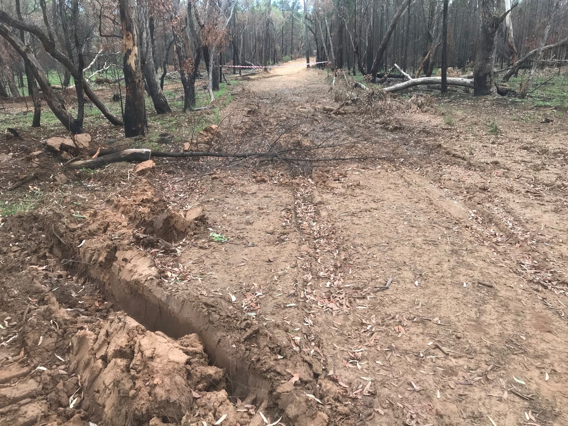Damage assessment underway in state forests