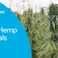 Diverse opportunities from industrial hemp to be showcased at field days