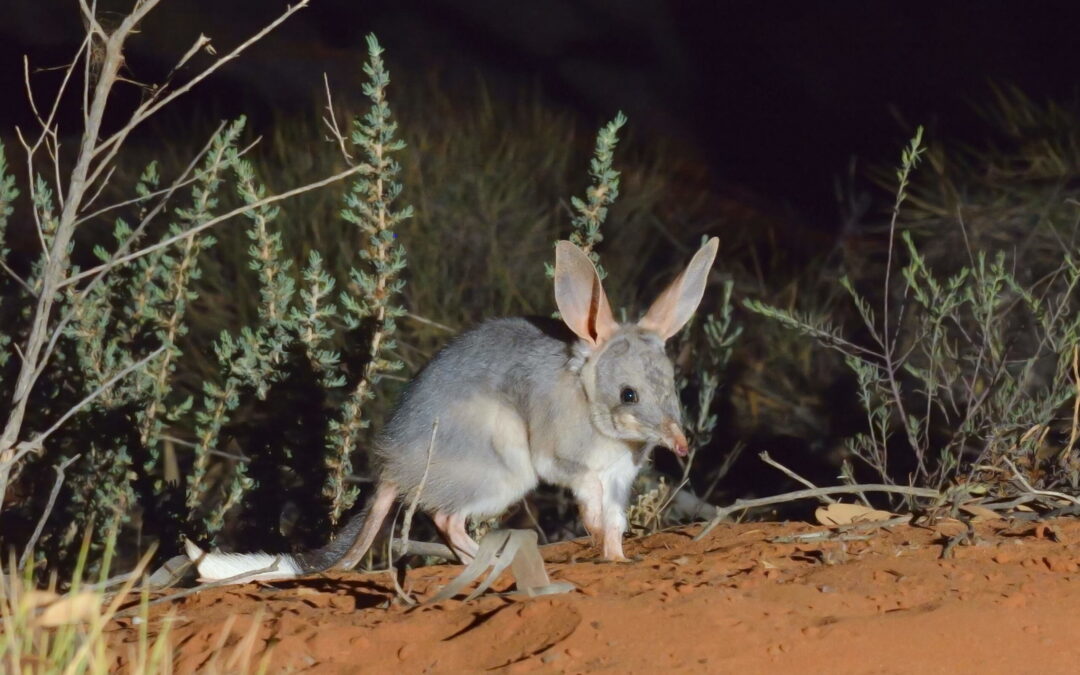 Bilby bonanza in the Pilliga