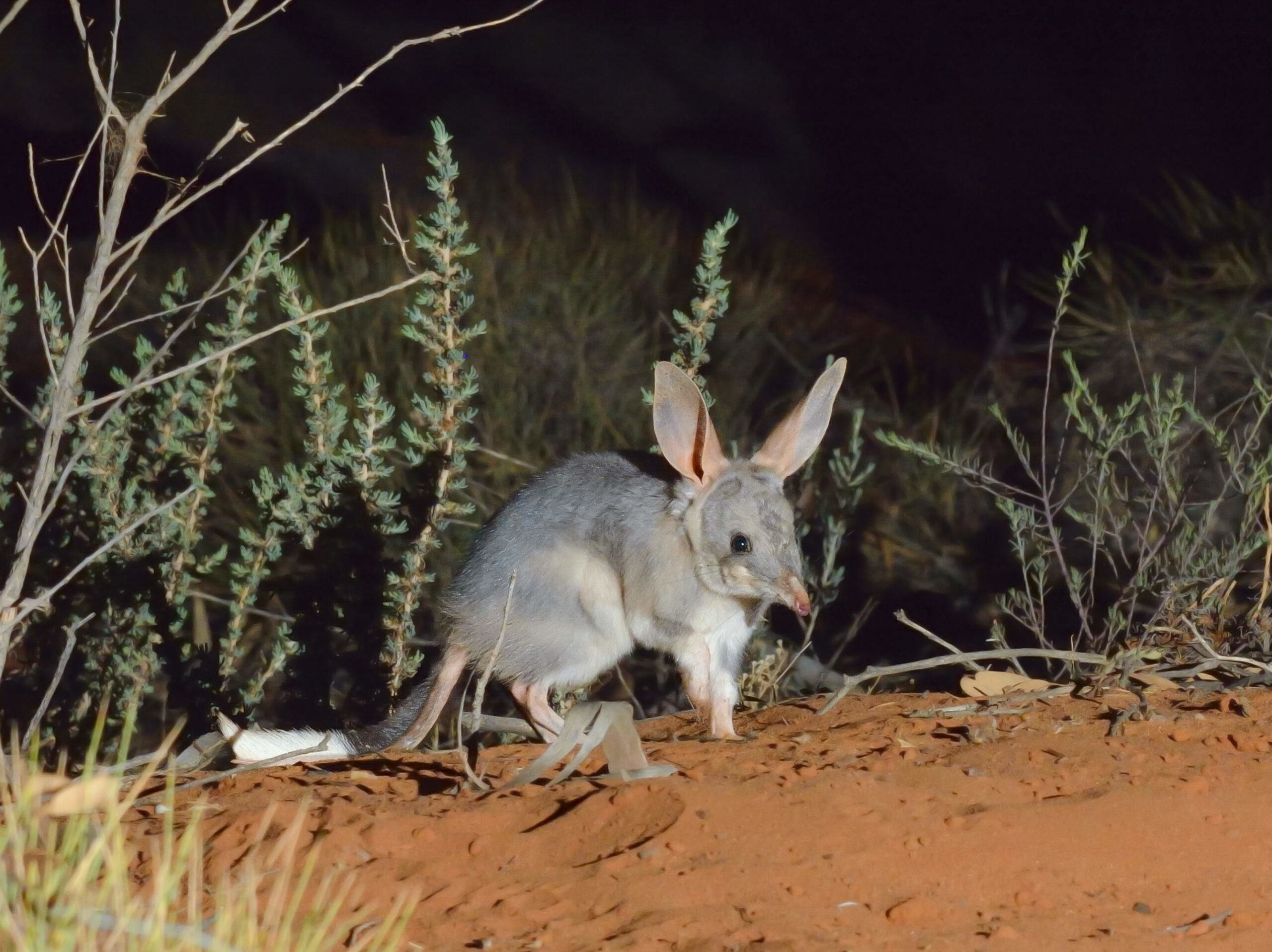 Bilby bonanza in the Pilliga