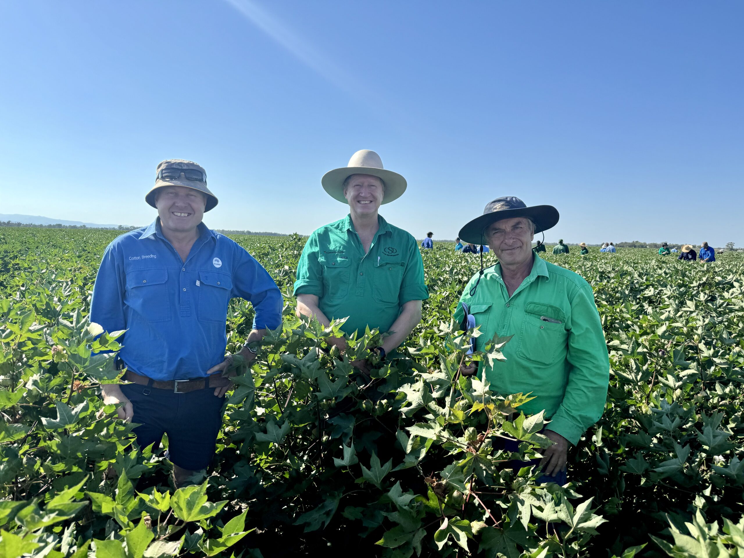 Big crowd flocks to Cotton Seed Distributors’ field day