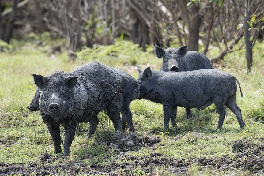 Local Land Services’ success in tackling feral pigs