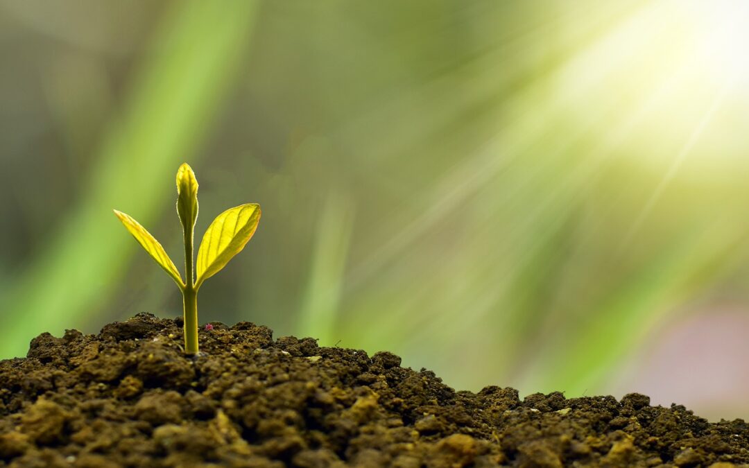 Ask Dr Bec: Do plants feel pain?