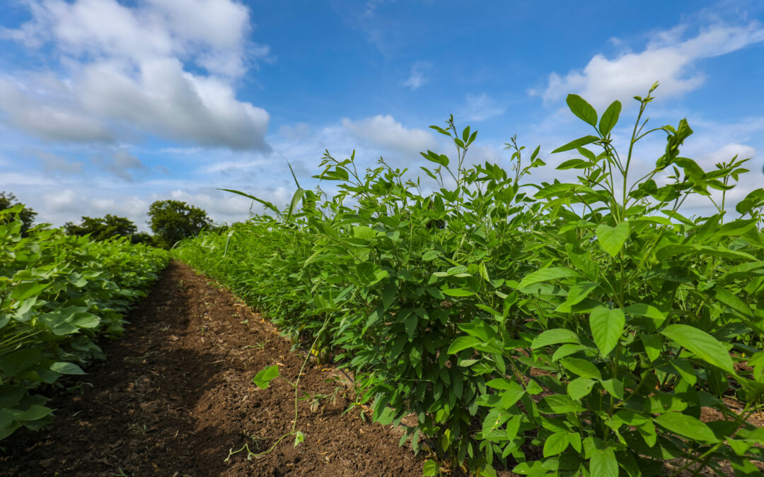 Exploring possibilities of pigeonpea pulse crops for North West, Queensland