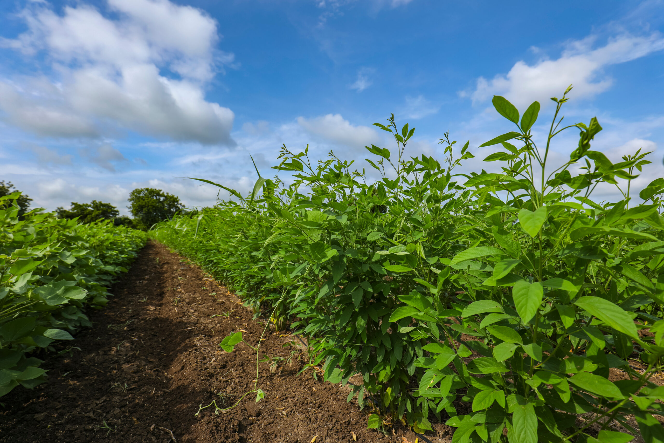 Exploring possibilities of pigeonpea pulse crops for North West, Queensland