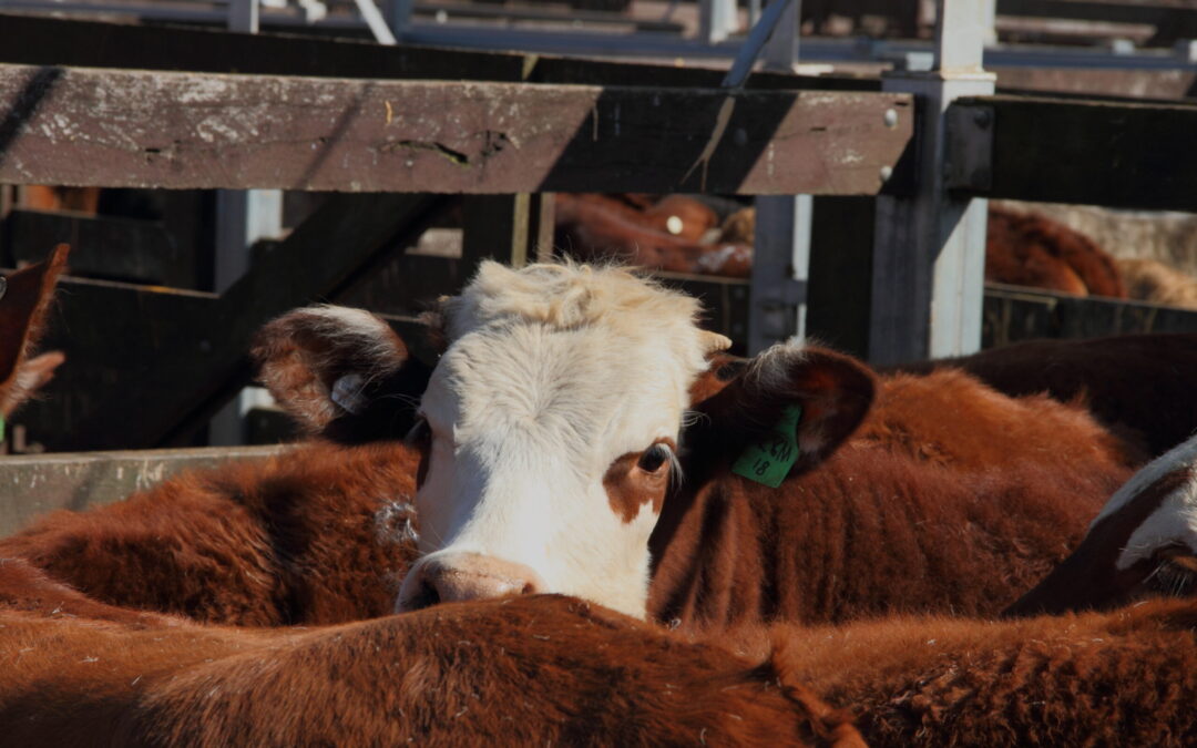 Sale numbers lift by 800 head