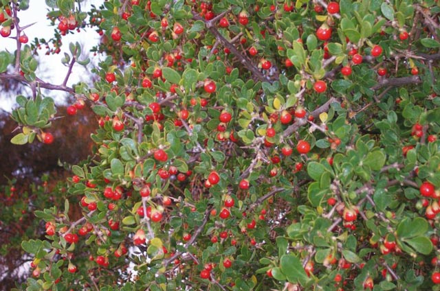 Community urged to control  African Boxthorn after rain