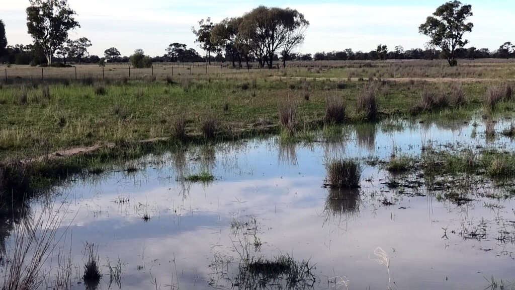 Water ponding at a Wee Waa property.
