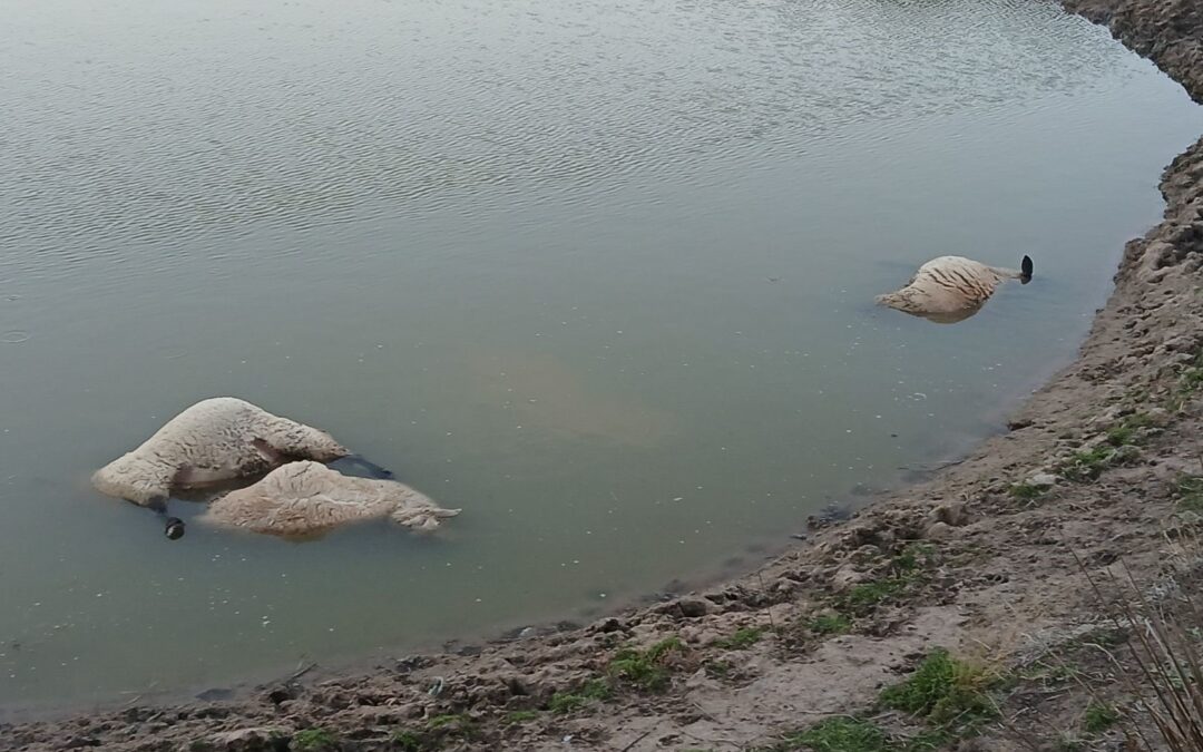 Dogs maul ten sheep on Narrabri property