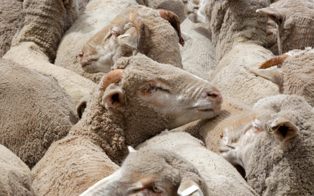 Farmers fuming as government ends live sheep exports