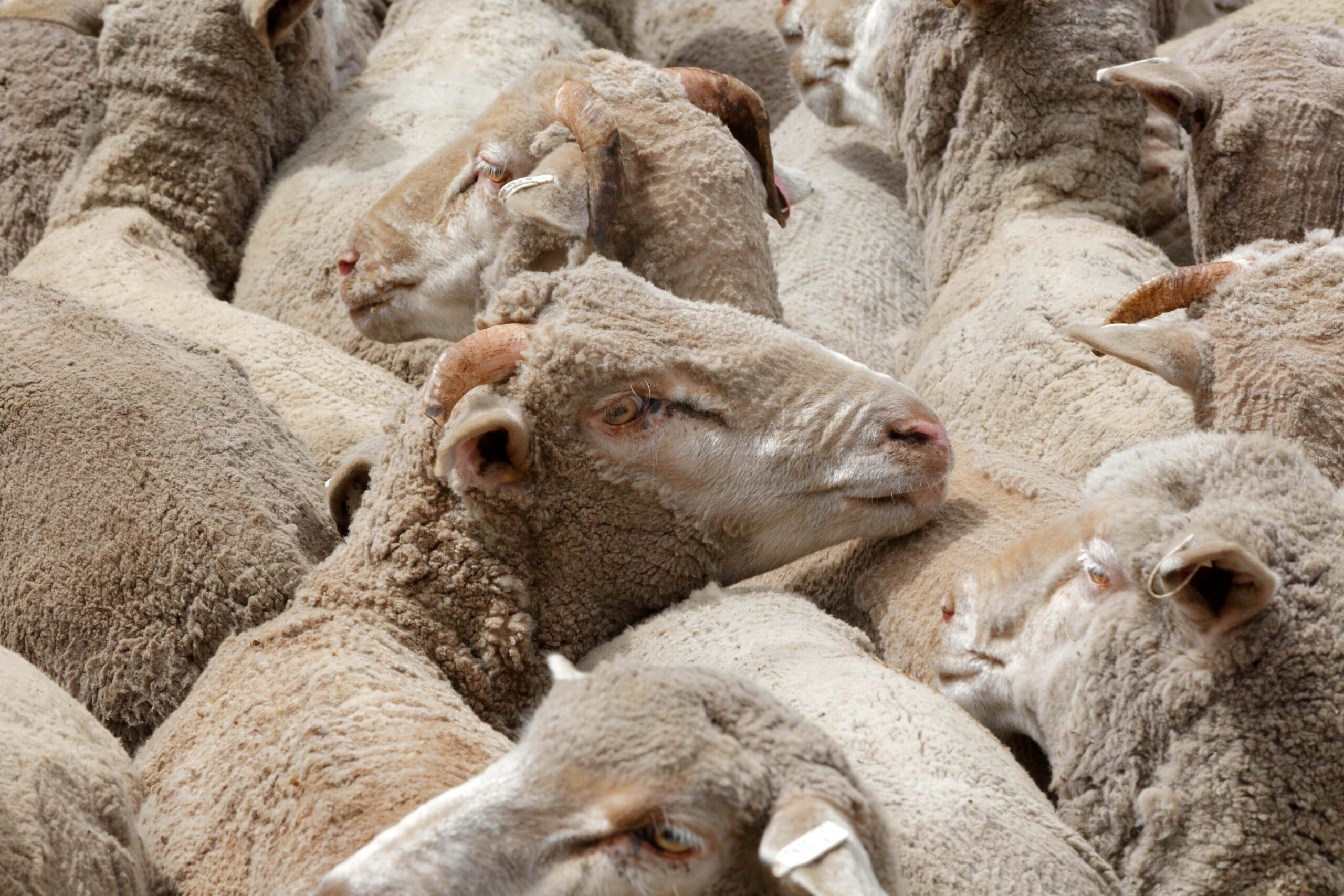 Farmers fuming as government ends live sheep exports