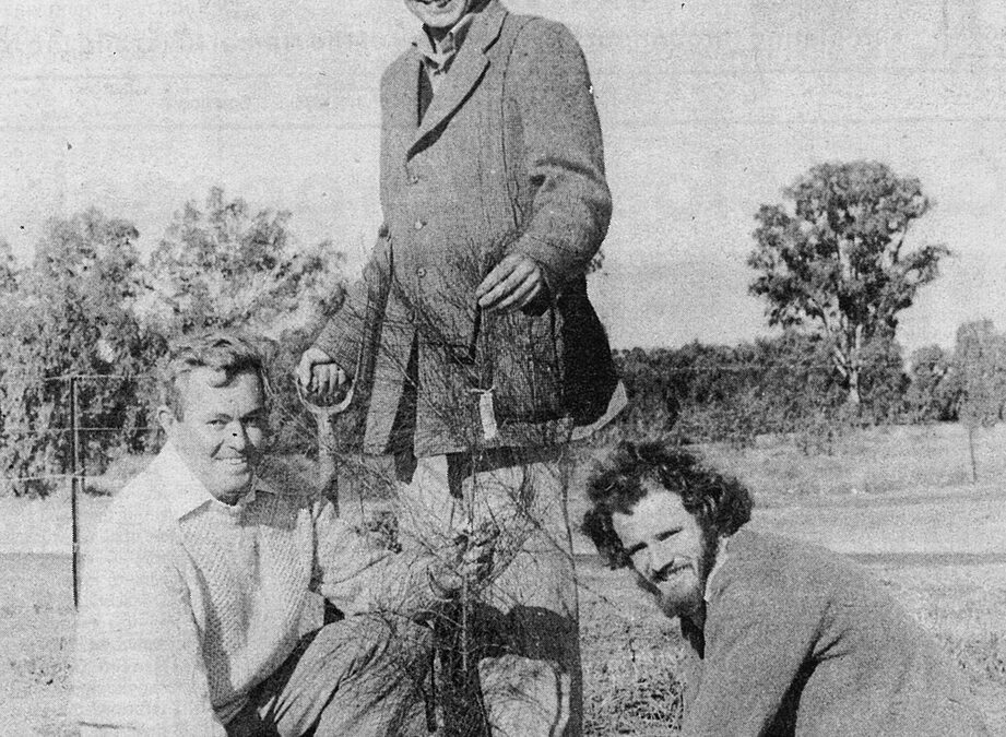 From the archives: ‘Adopt a tree’ scheme launched