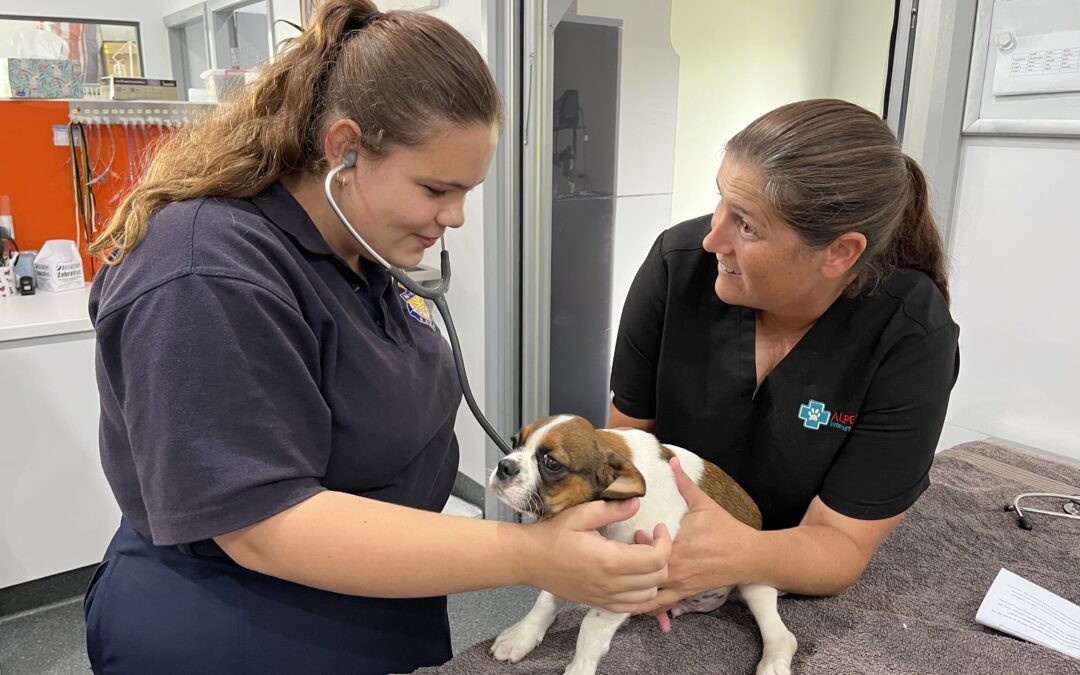 Behind the scenes at the vets