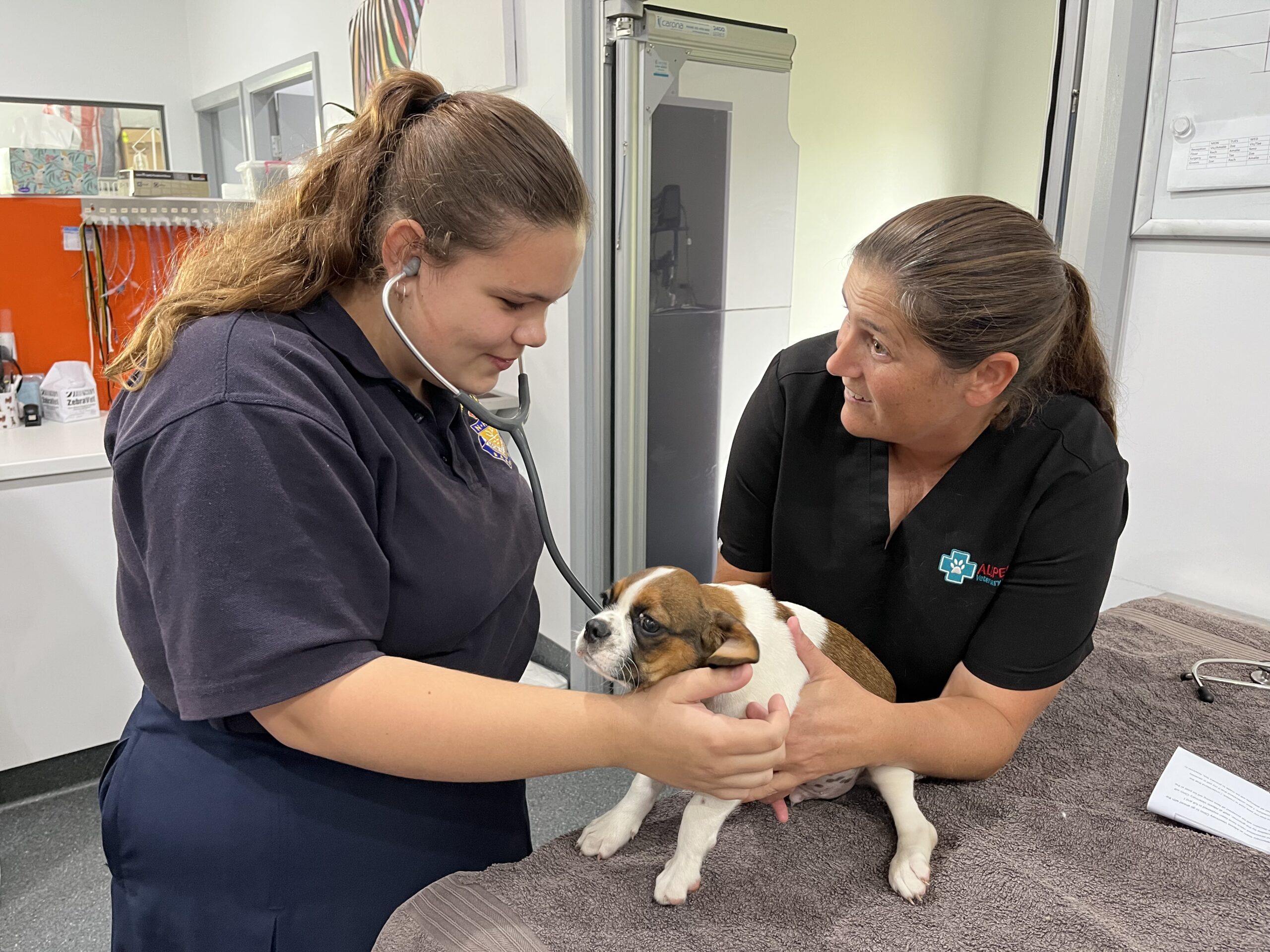 Behind the scenes at the vets