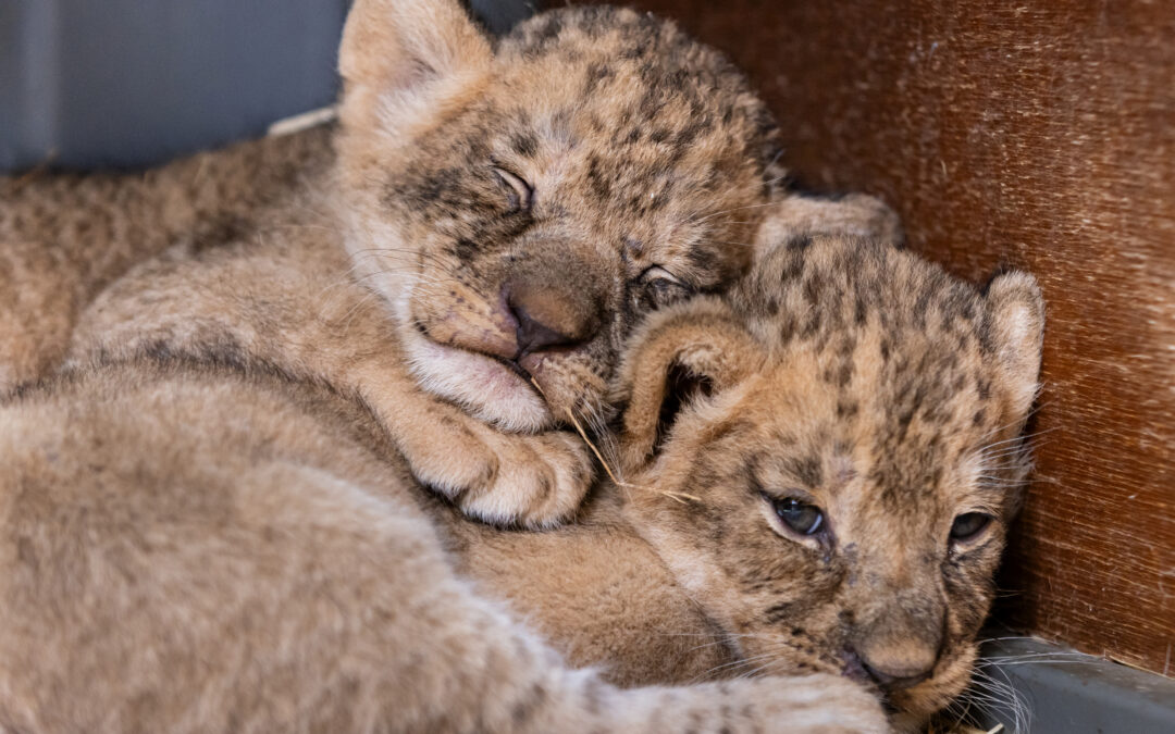 Lion cub trio thriving at Taronga Western Plains Zoo