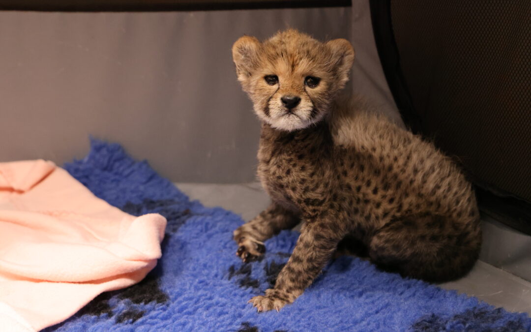 Cheetah delivery at Taronga Western Plains Zoo