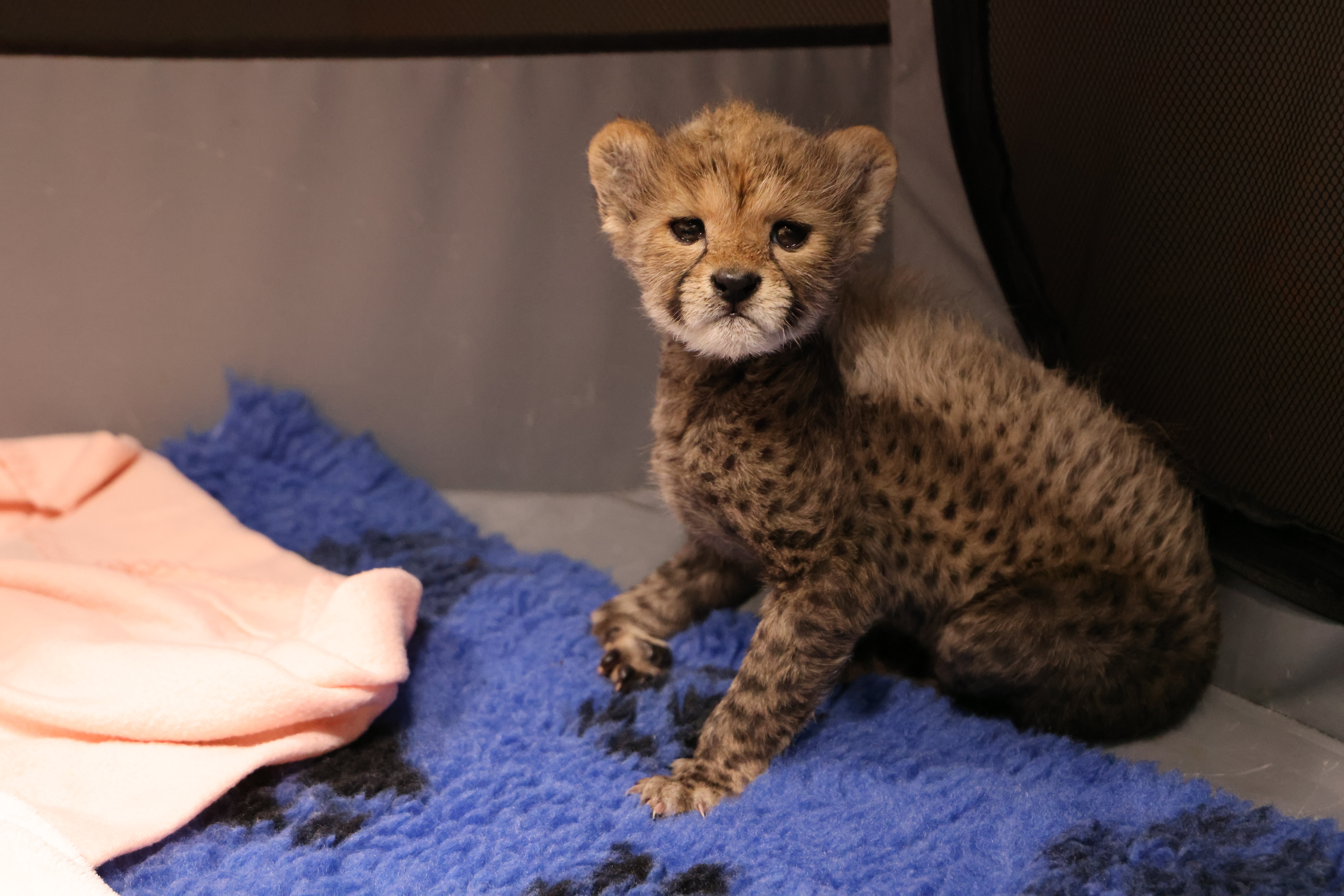 Cheetah delivery at Taronga Western Plains Zoo