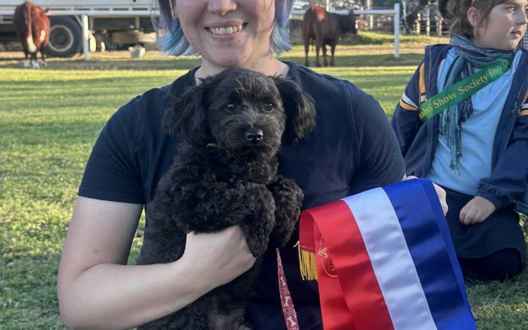All creatures big and  small at pet show