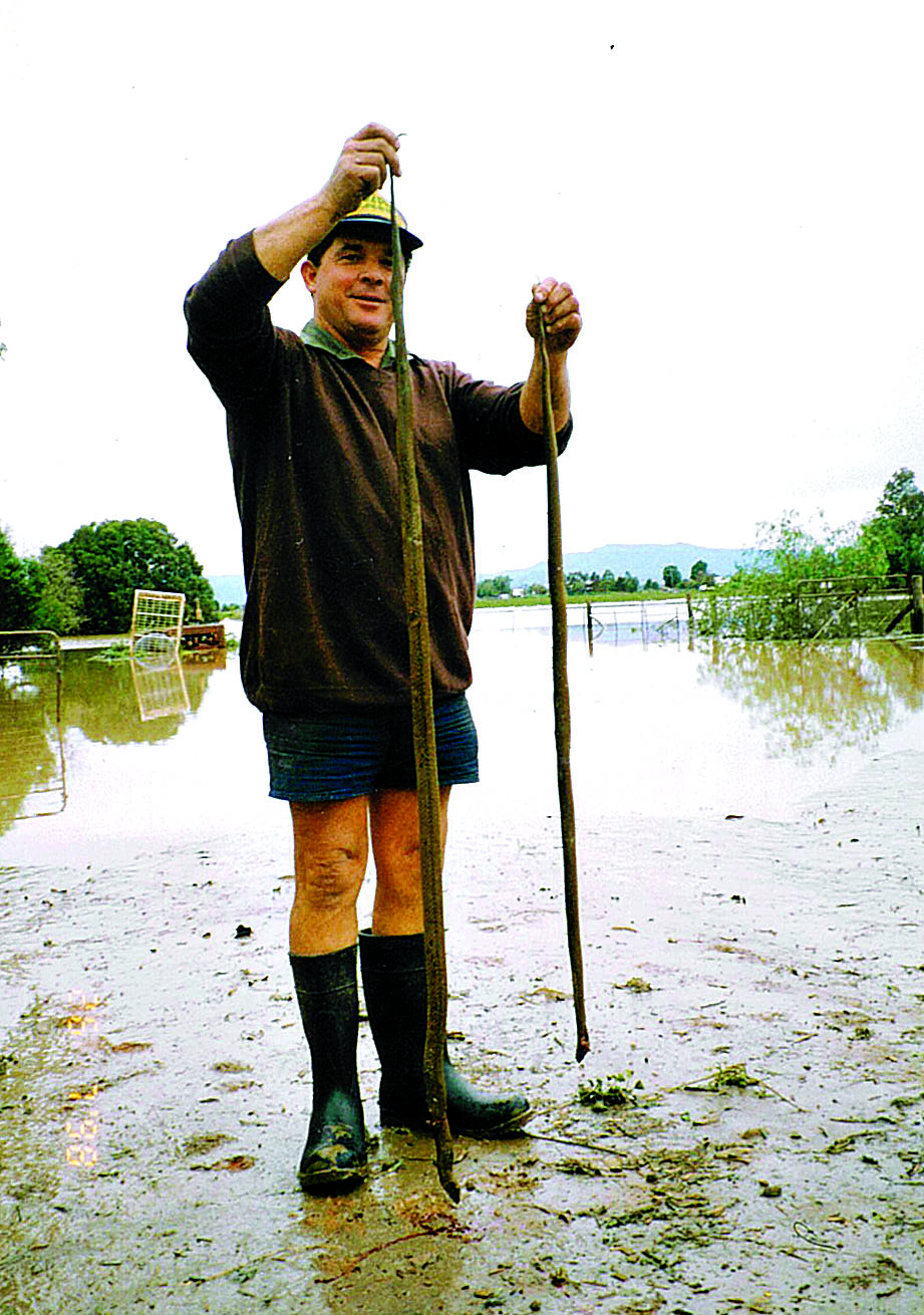 From The Courier archives: 1998 wildlife flood victims