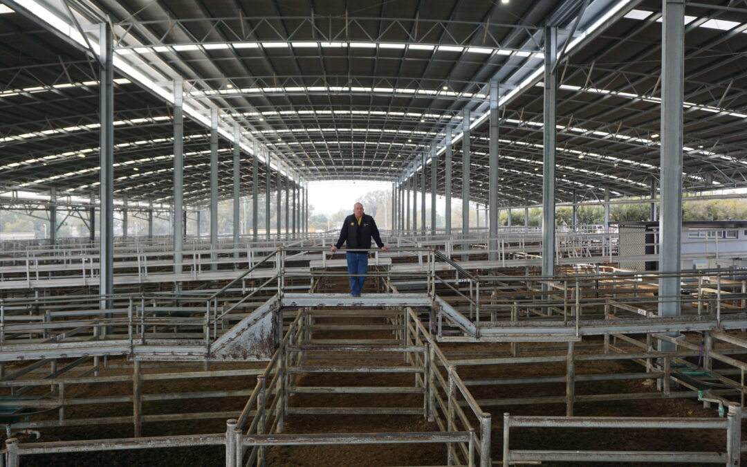 Gunnedah Regional Saleyards $27.4 million redevelopment officially opened