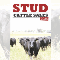 Courier publishes second edition of annual Stud Cattle Sales magazine
