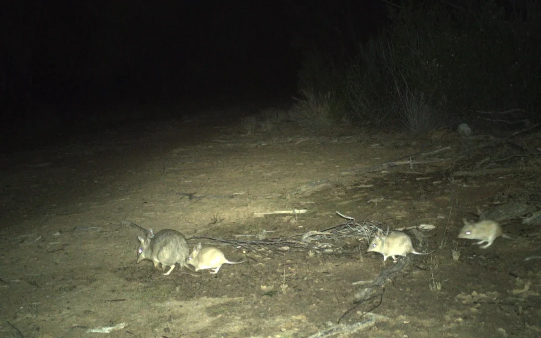Endangered Shark Bay bandicoot  embracing new home in the Pilliga
