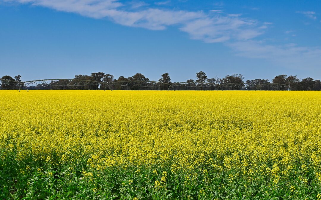 New research projects to lead canola development
