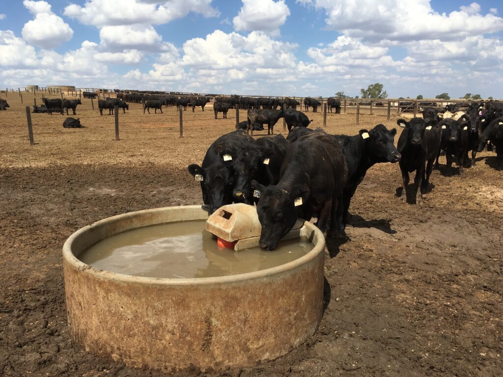 7ft Round trough