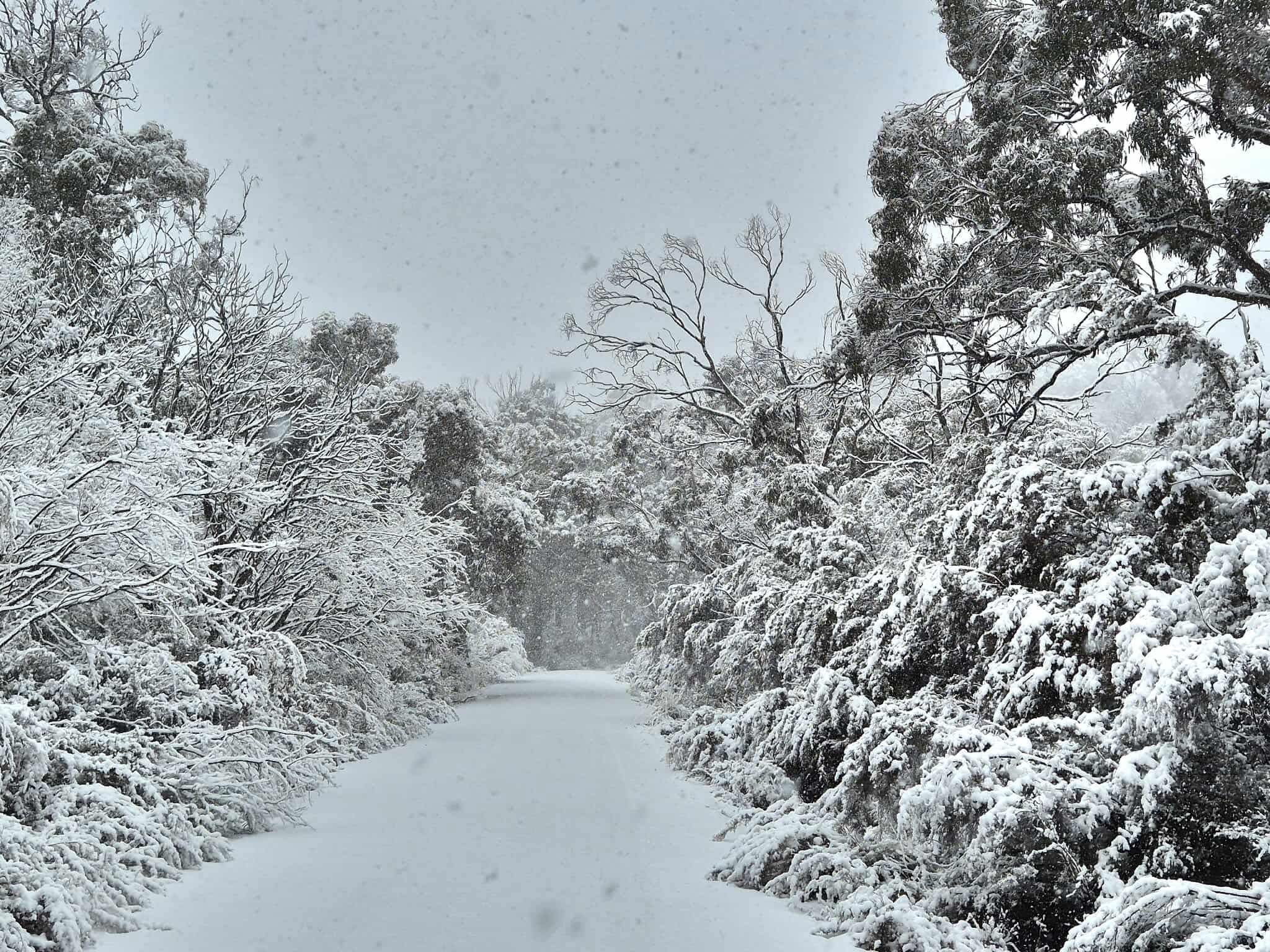 Mount Kaputar transformed into winter wonderland