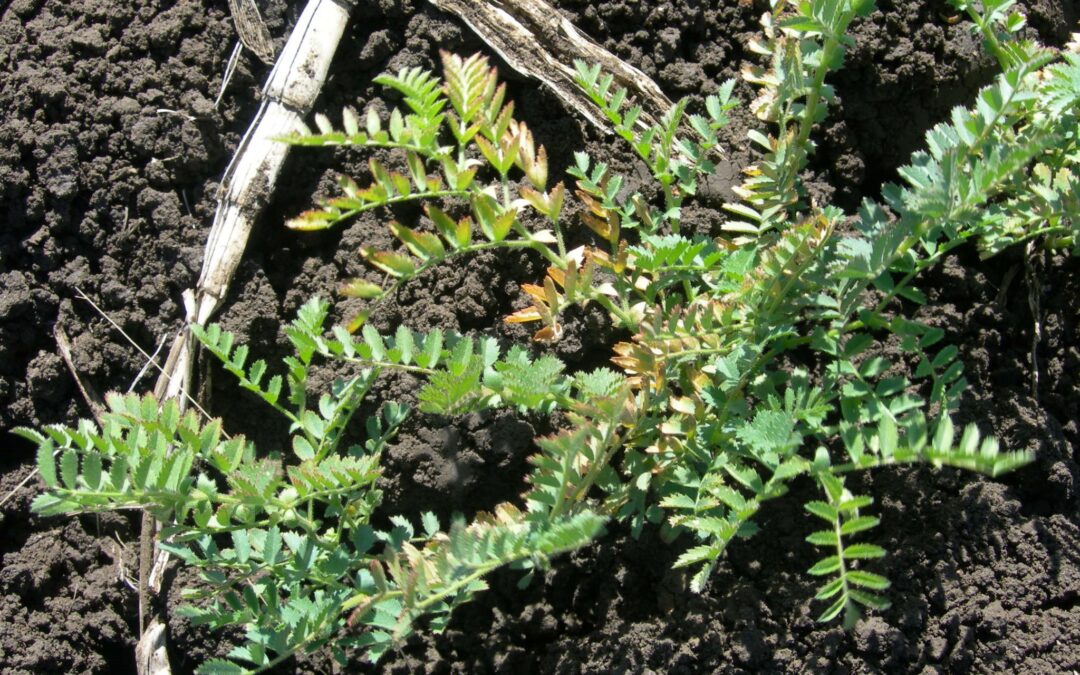 Potassium project to improve crop nutrition
