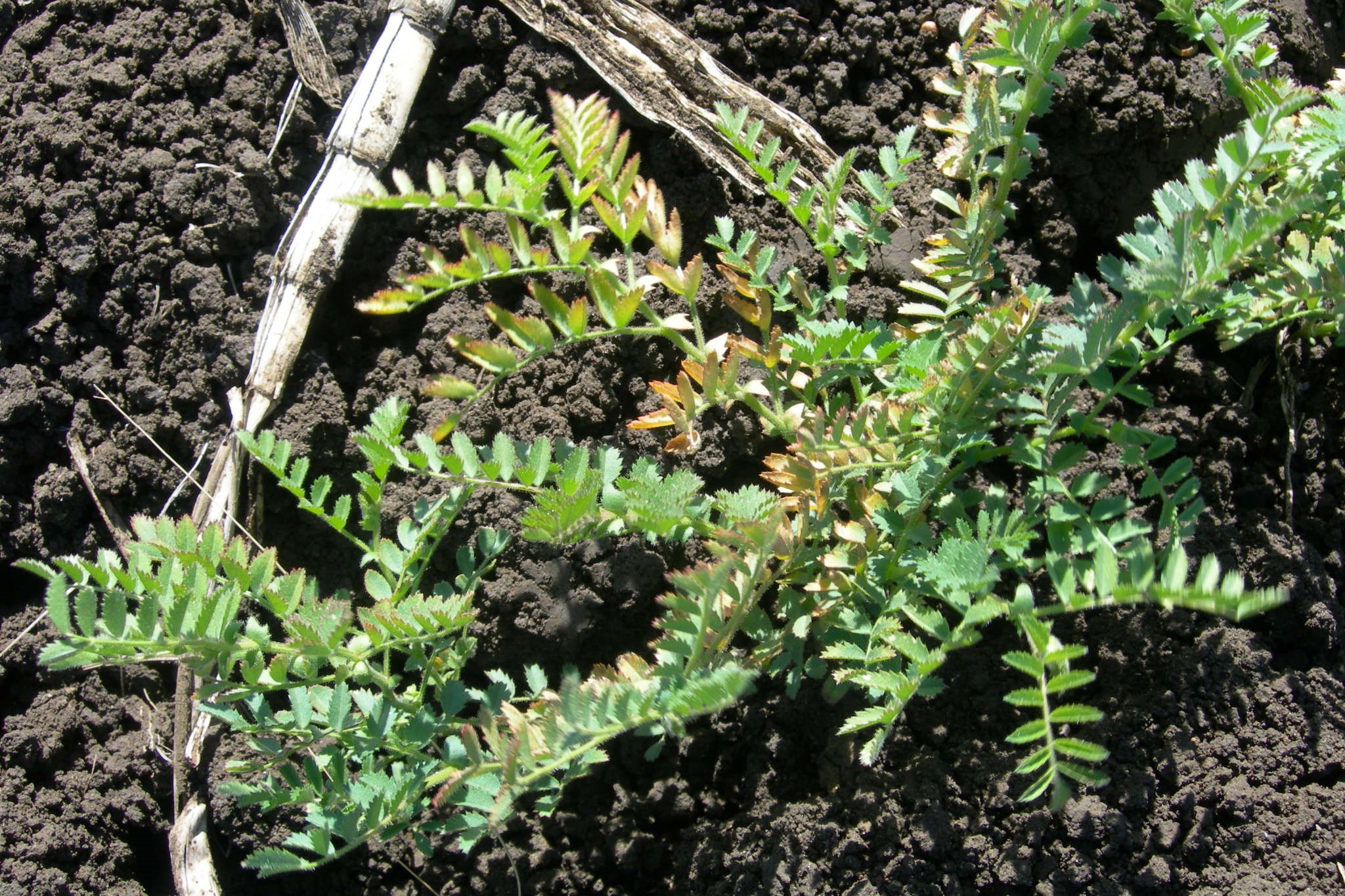 Potassium project to improve crop nutrition
