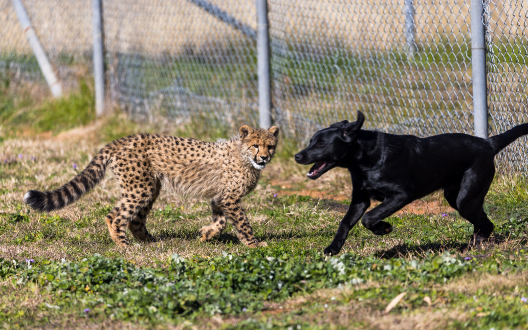 Man’s best friend befriends cheetah cub
