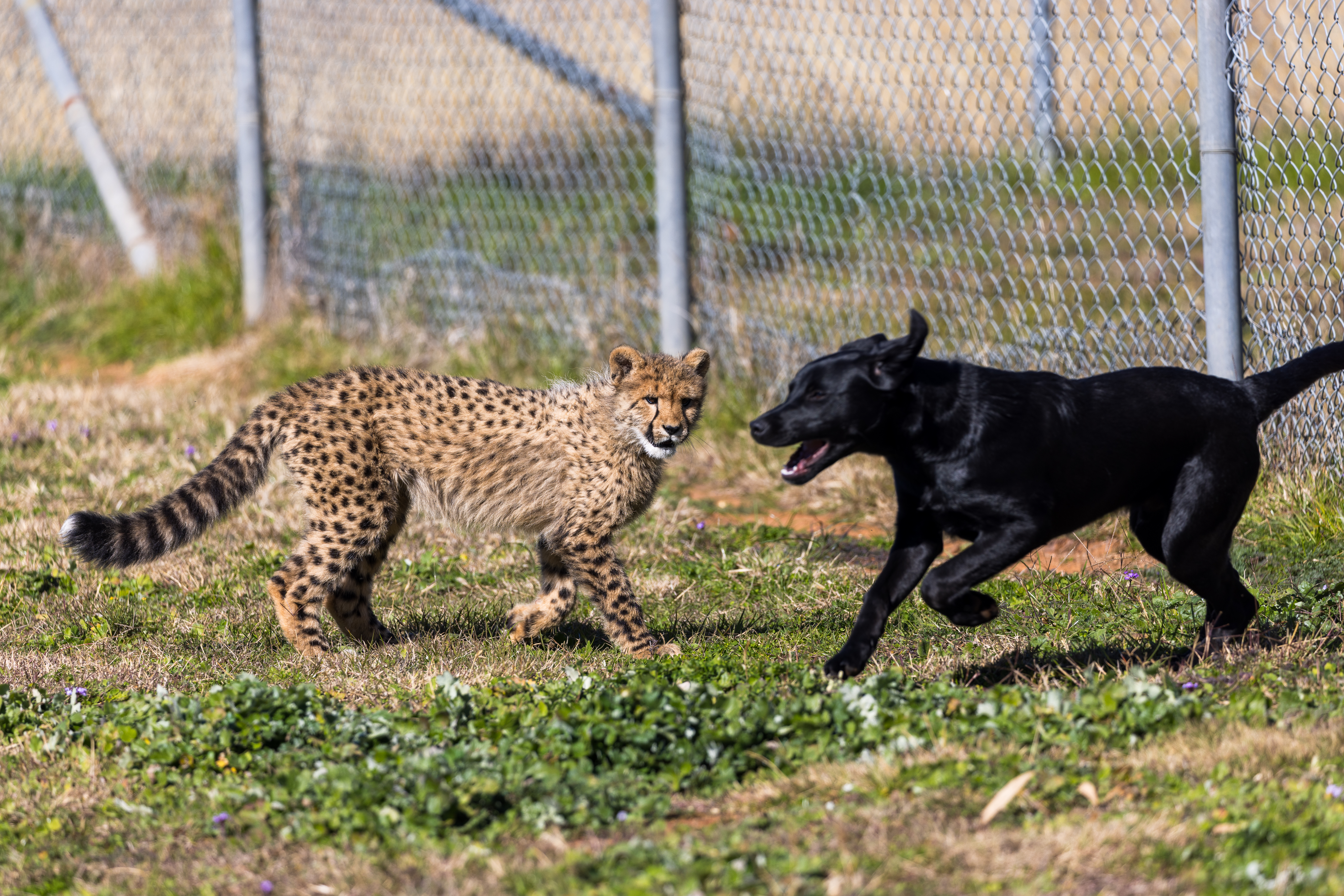 Man’s best friend befriends cheetah cub