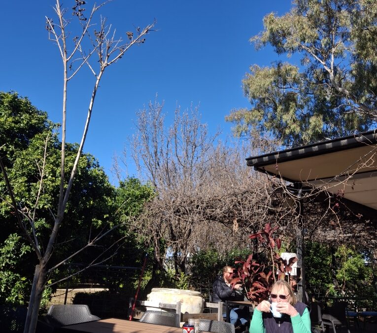 Open invitation to Garden Club’s ‘Welcome to Spring’ meeting