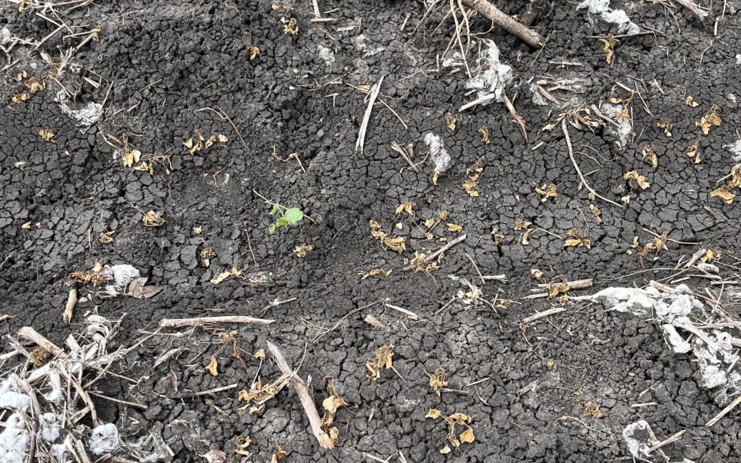 Difficult weeds, volunteer cotton set to be in the eye of Monsoon