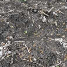 Difficult weeds, volunteer cotton set to be in the eye of Monsoon