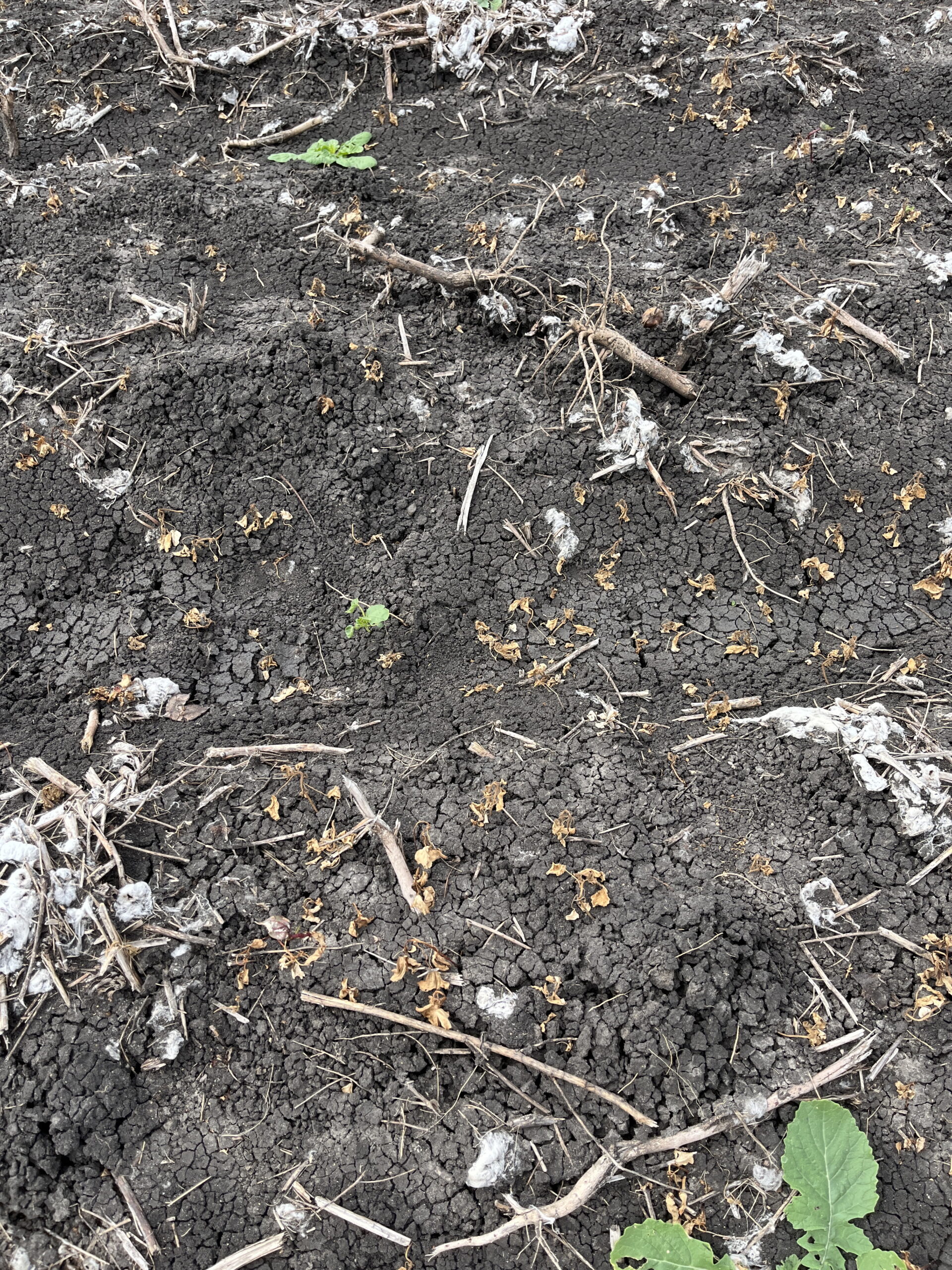 Difficult weeds, volunteer cotton set to be in the eye of Monsoon