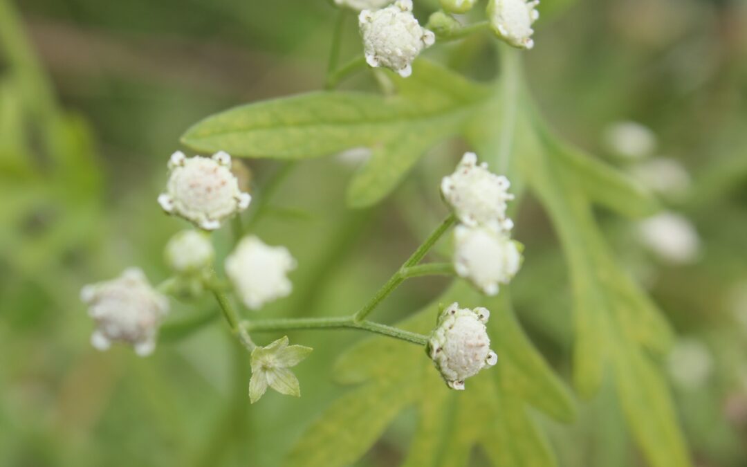 Keep your eyes peeled for Parthenium Weed
