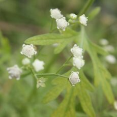 Keep your eyes peeled for Parthenium Weed