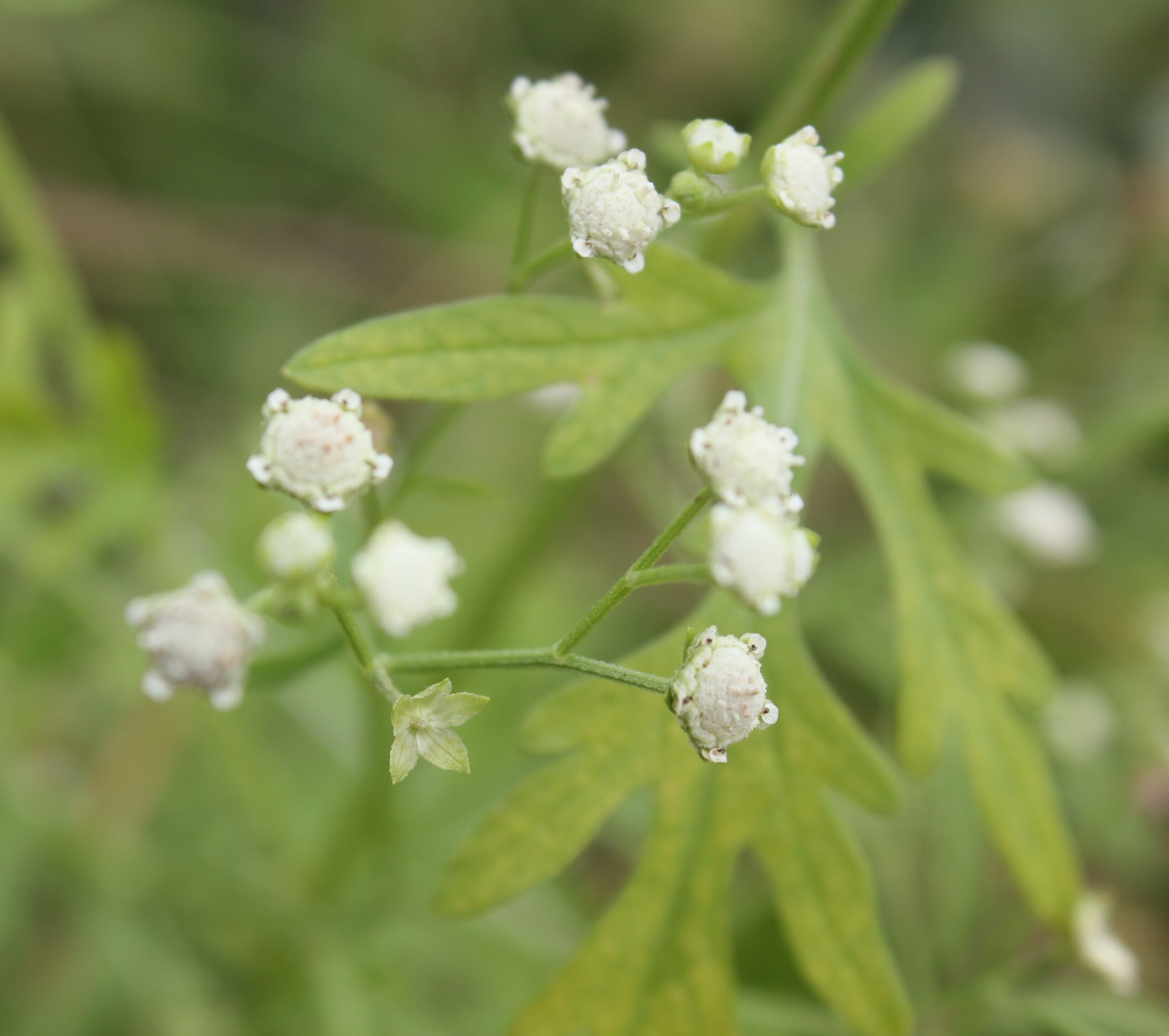 Keep your eyes peeled for Parthenium Weed