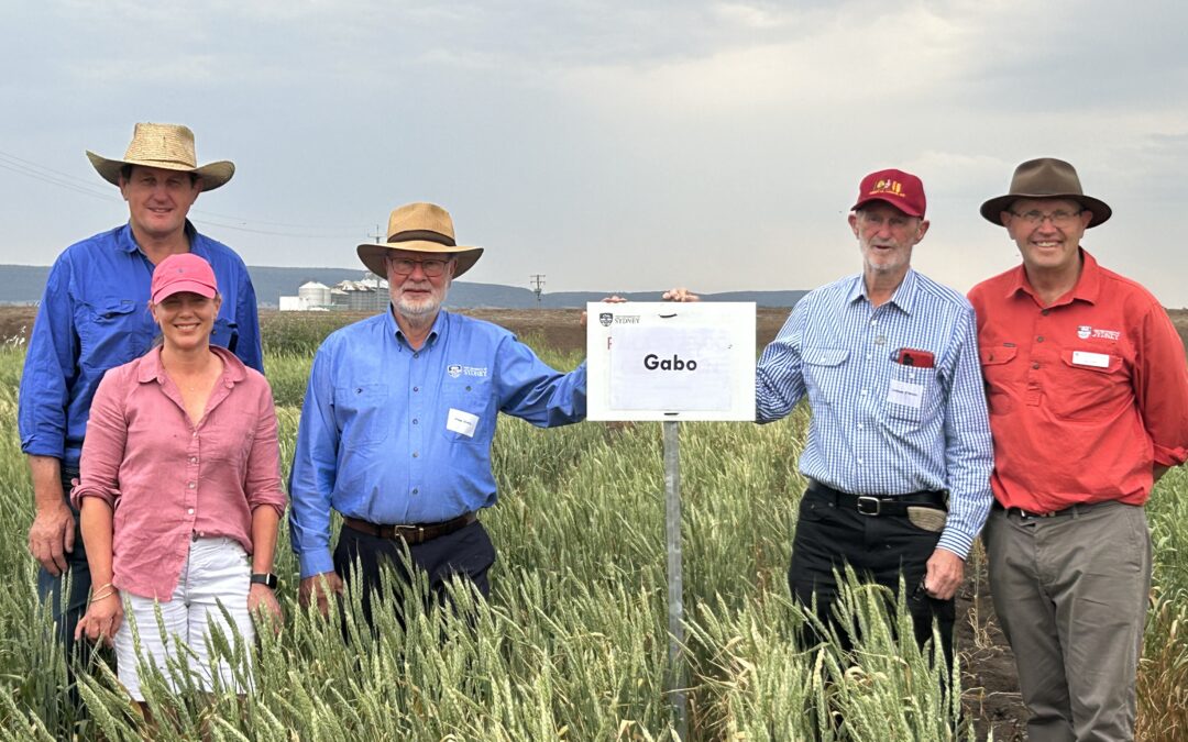 History of Gabo wheat  variety celebrated