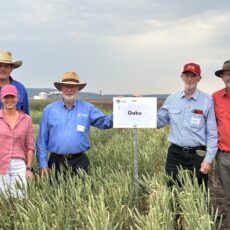 History of Gabo wheat  variety celebrated